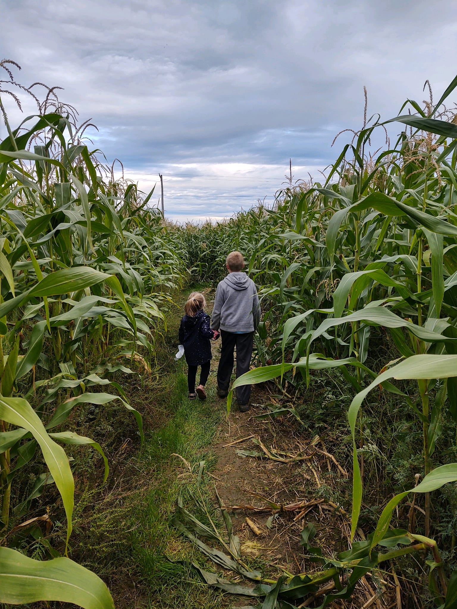 CornMaze